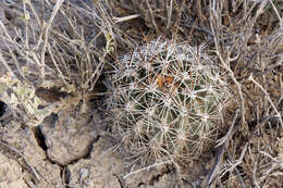 Image of Siler's Pincushion Cactus