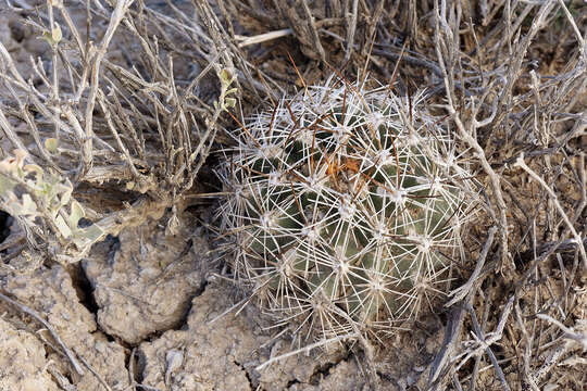 Plancia ëd Pediocactus sileri (Engelm. ex J. M. Coult.) L. D. Benson