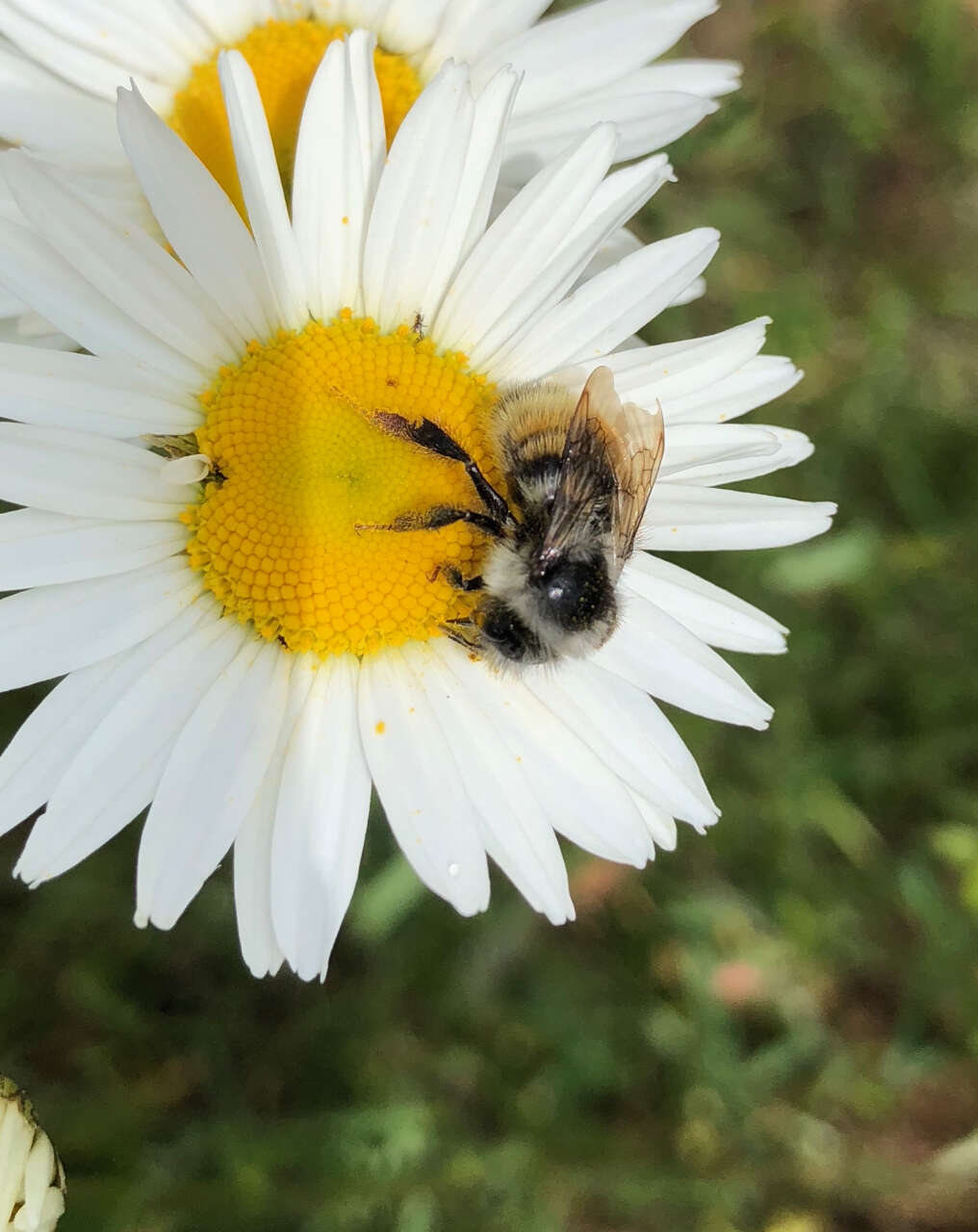 Image of Bombus vancouverensis vancouverensis Cresson 1879