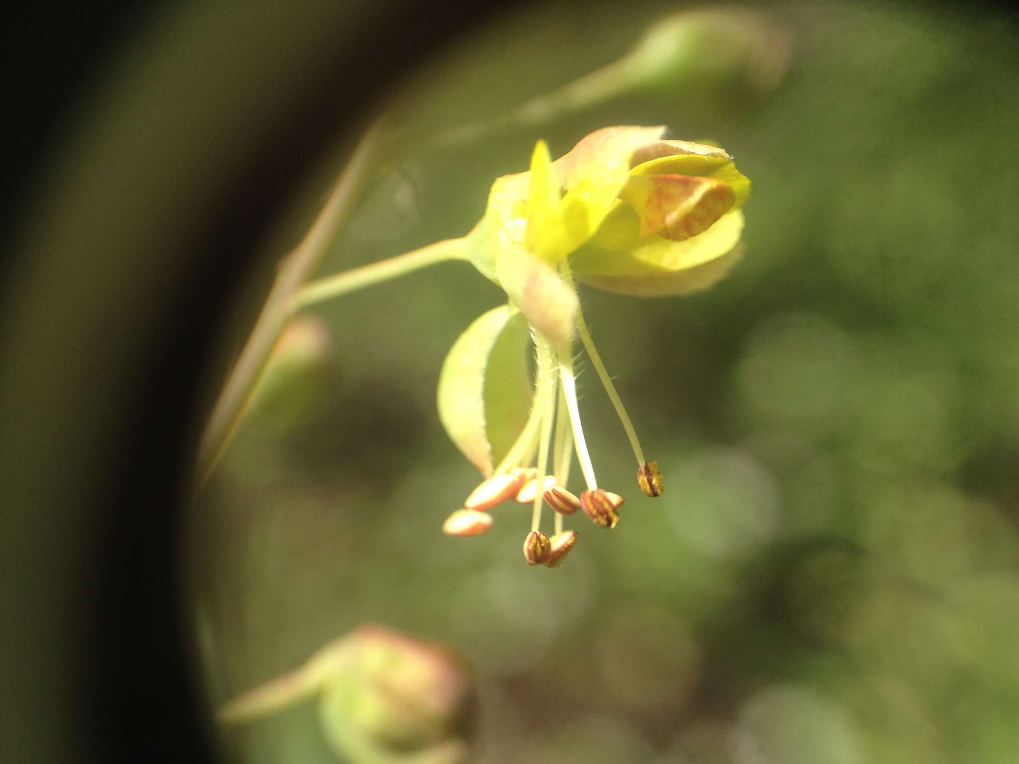 Image of <i>Denisophytum stuckertii</i>