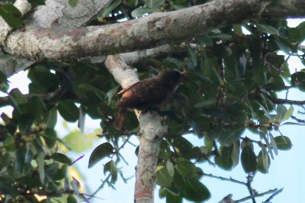 Image of Bristle-nosed Barbet