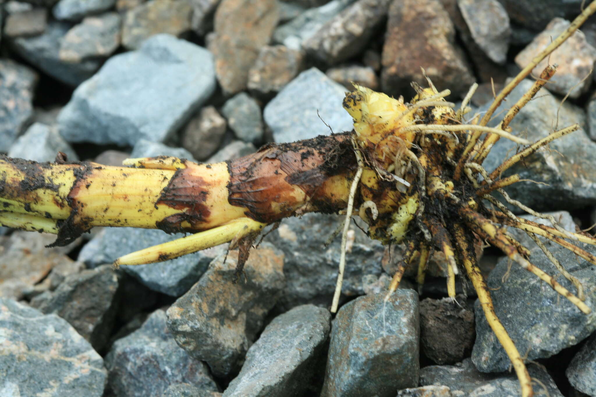 Image of Thalictrum simplex subsp. simplex