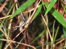 Image of Argiope perforata Schenkel 1963