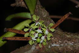 Image of Smithsonia viridiflora (Dalzell) C. J. Saldanha