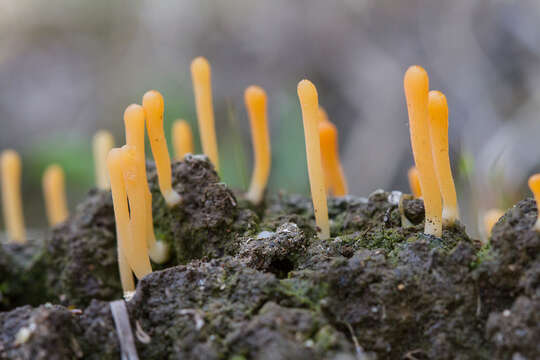 Multiclavula vernalis (Schwein.) R. H. Petersen 1967 resmi