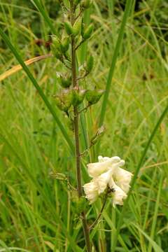 Image of <i>Aconitum lasiostomum</i>