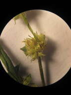 Image of Oval-Leaf False Buttonweed