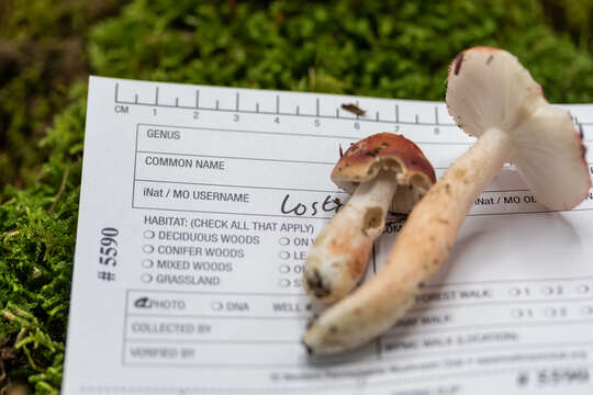 Image of Russula peckii Singer 1943