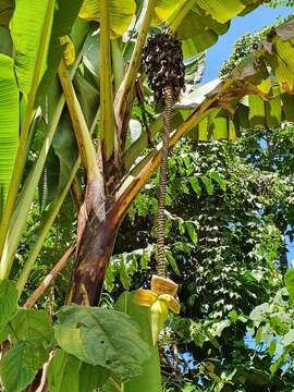 Image of Musa banksii F. Muell.