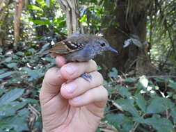 Image of White-eyed Antwren