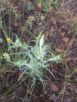 Image of Tragopogon tanaiticus Artemczuk