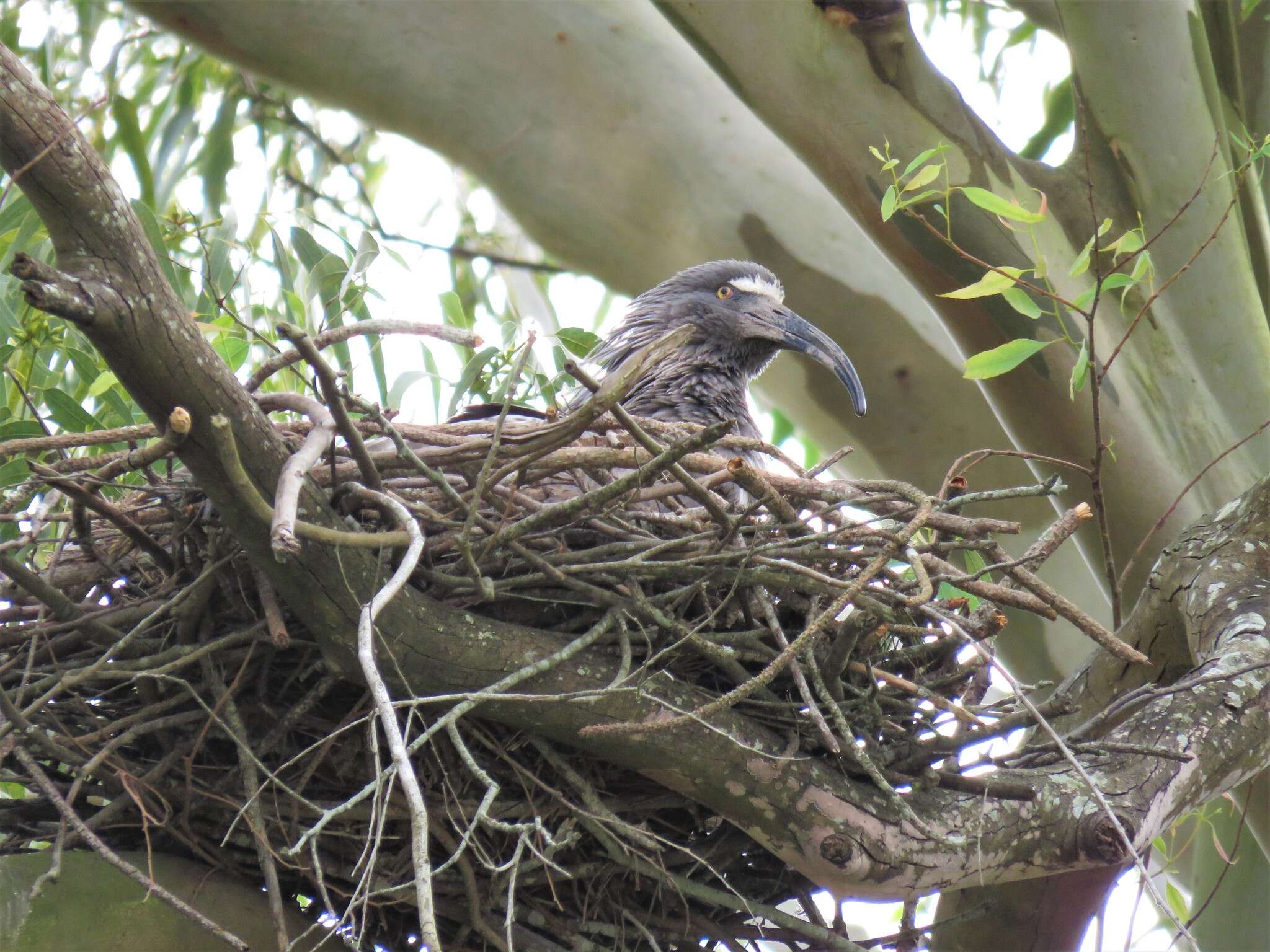 Image of Plumbeous Ibis