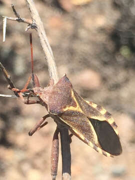 Image de Mozena buenoi Hussey 1958