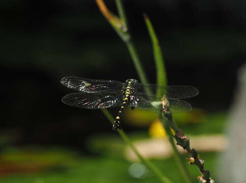 صورة Ictinogomphus rapax (Rambur 1842)