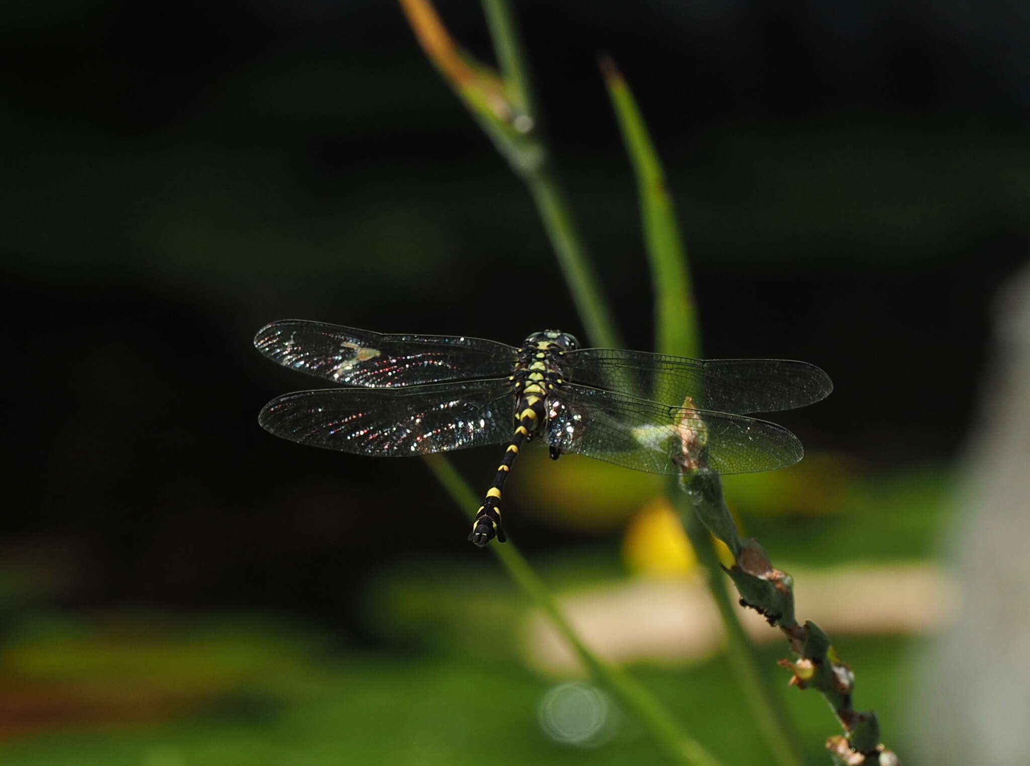 Imagem de Ictinogomphus rapax (Rambur 1842)