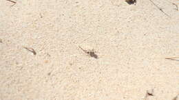 Image of Algarve Sand Grasshopper