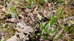 Antennaria parlinii subsp. parlinii resmi