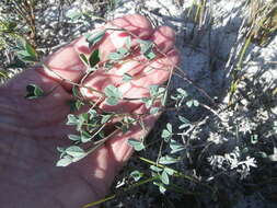 Image of Indigofera procumbens L.