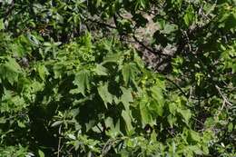 Image of African hemp