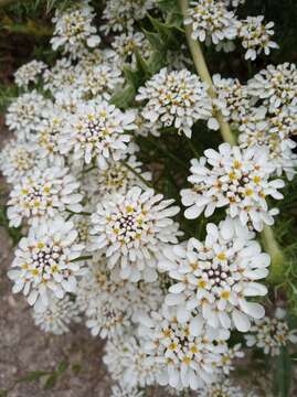 Image of Pruit's candytuft