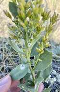 Image of velvety goldenrod