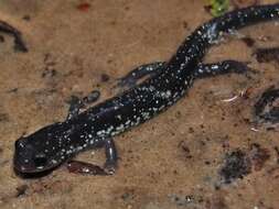 Plethodon chlorobryonis Mittleman 1951 resmi