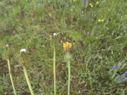 Image of Crepis crocea (Lam.) Babc.