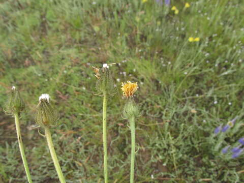 Crepis crocea (Lam.) Babc. resmi