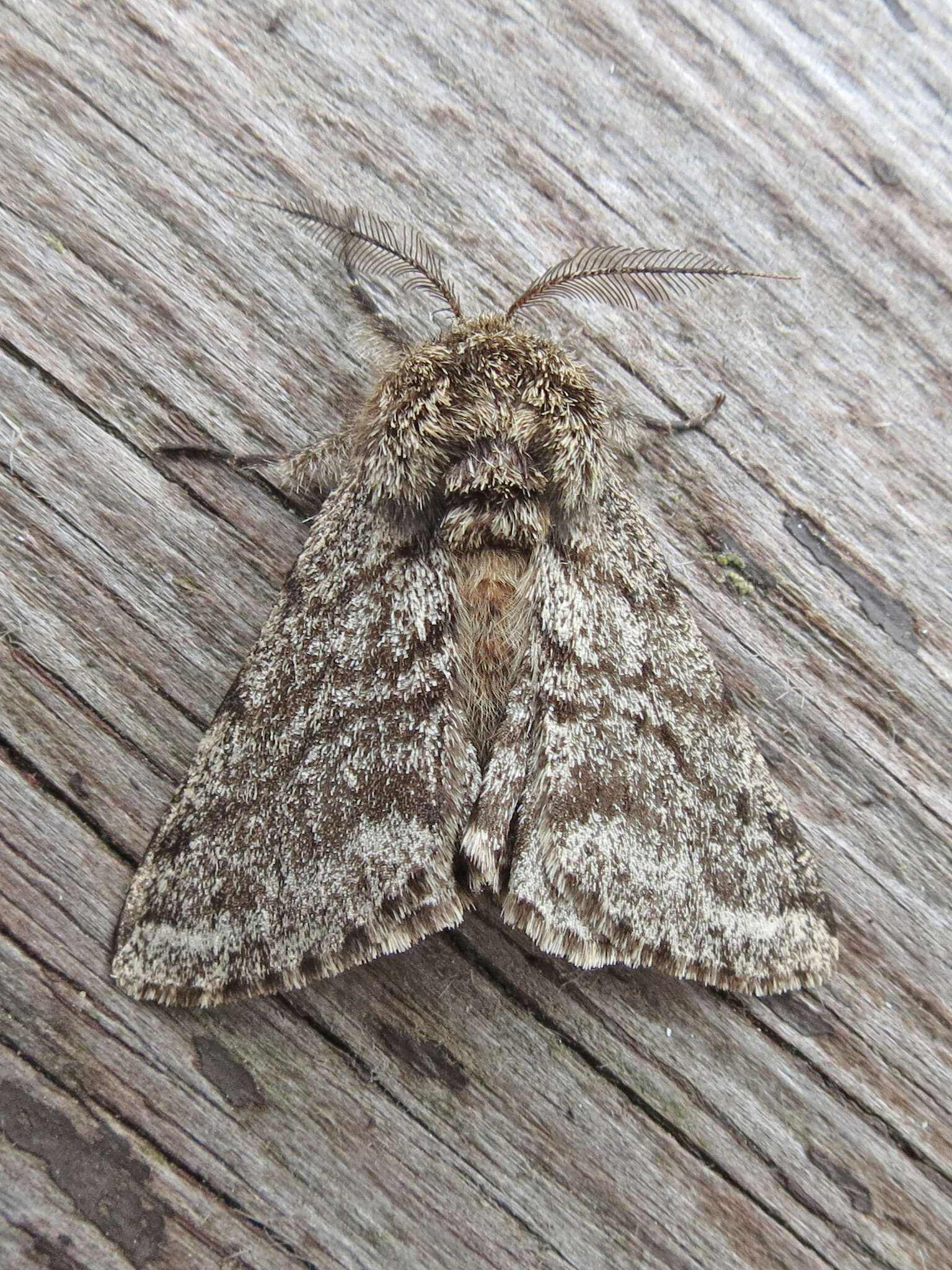 Image of Stout Spanworm Moth