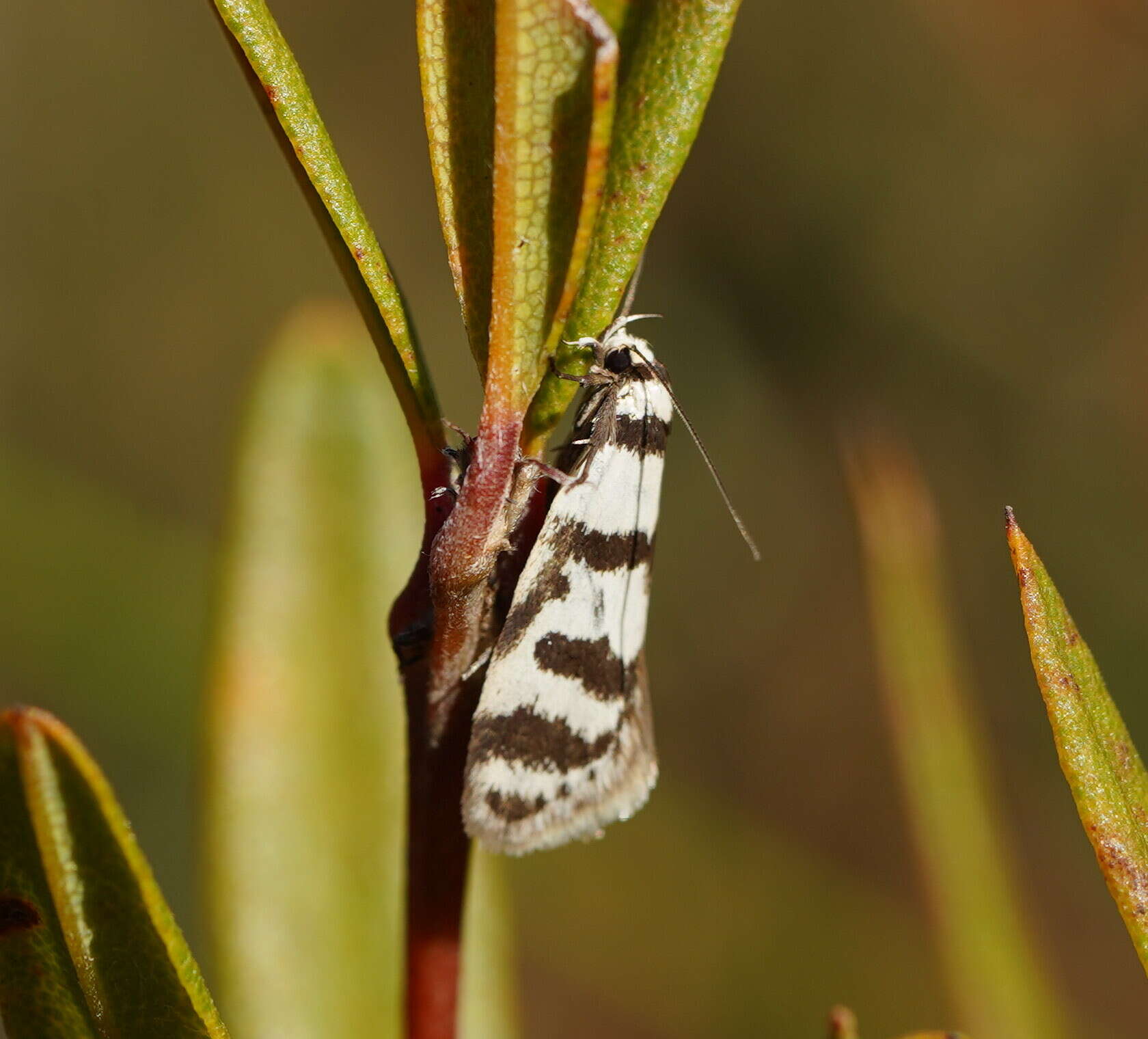 Image of Philobota impletella Walker 1869