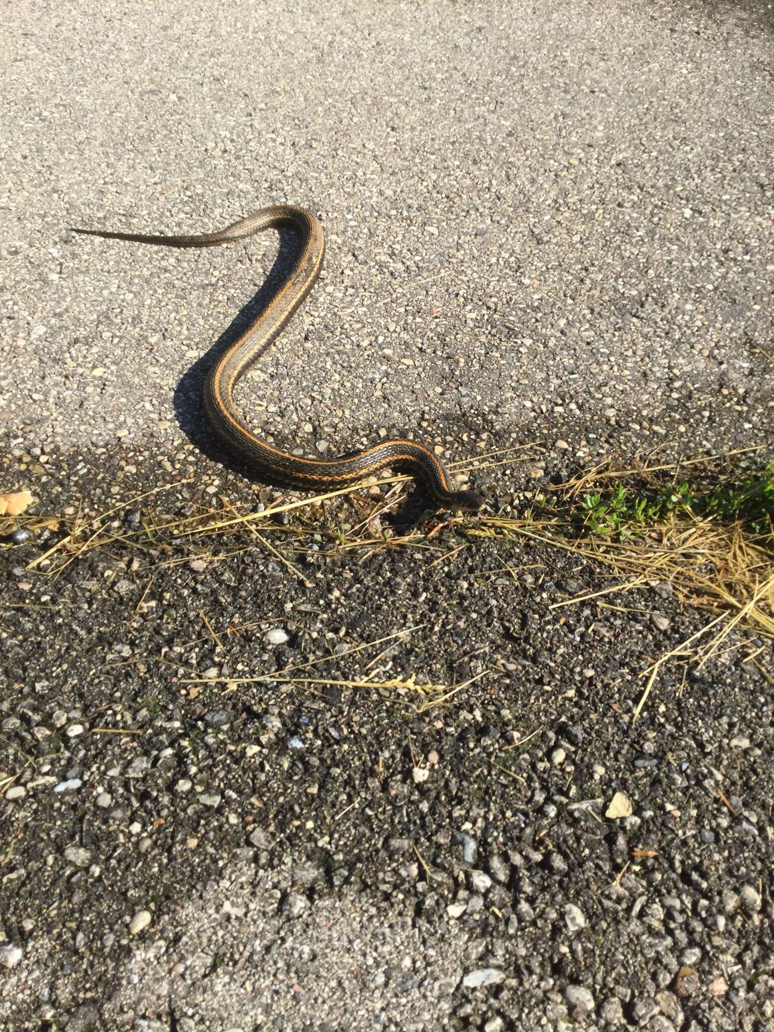Image of Plains Garter Snake