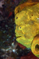 Image of Flagpole Frogfish