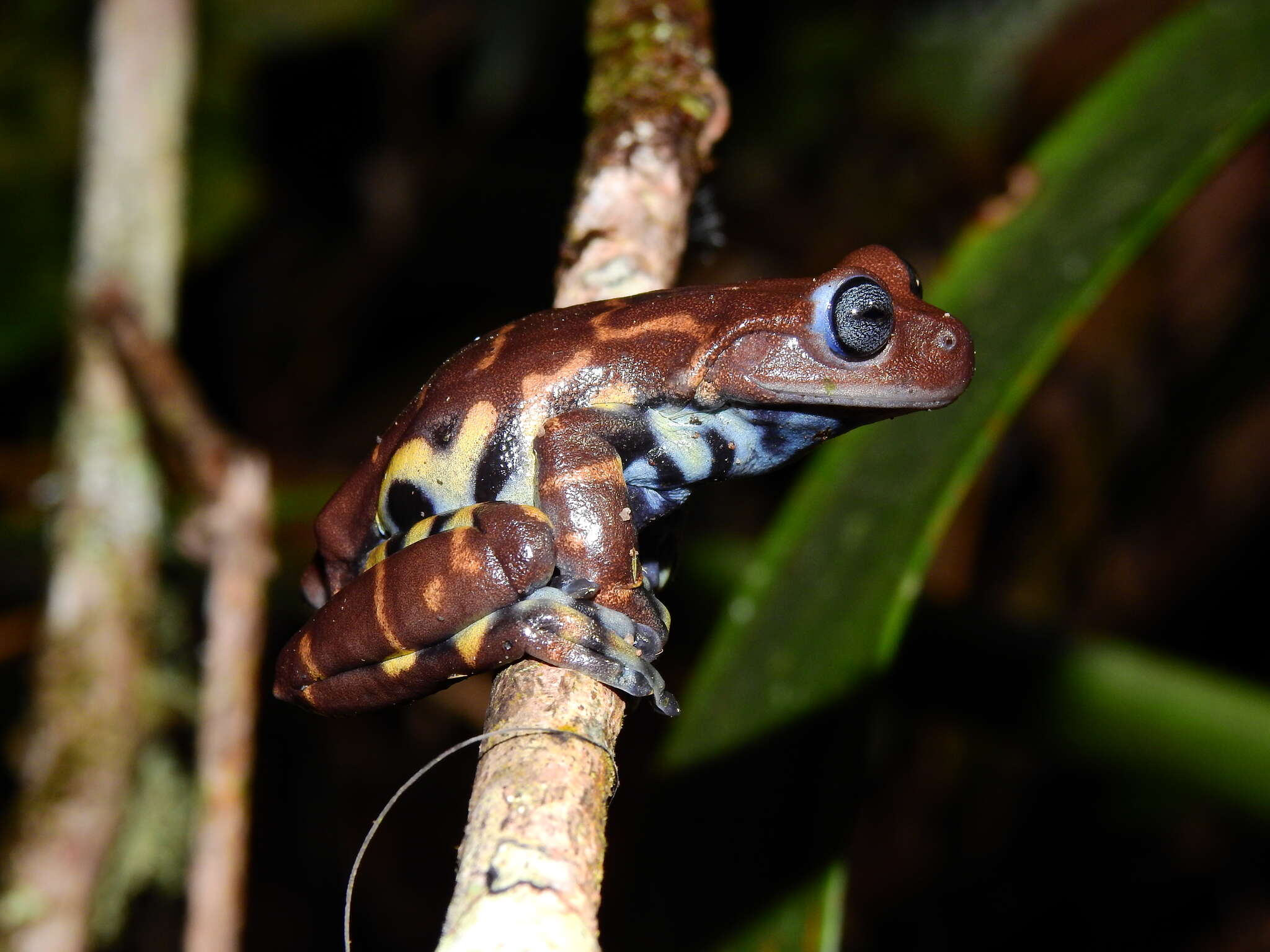 Image of Hyloscirtus antioquia Rivera-Correa & Faivovich 2013