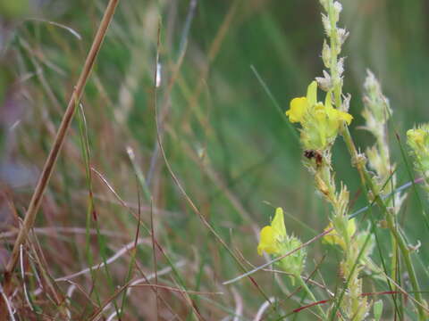 Image de Linaria saxatilis (L.) Chaz.