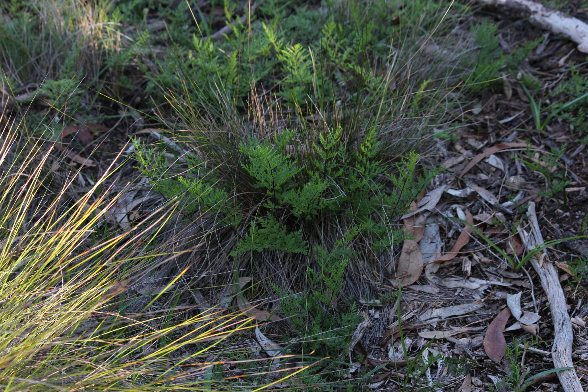 Image of Cheilanthes austrotenuifolia H. M. Quirk & T. C. Chambers