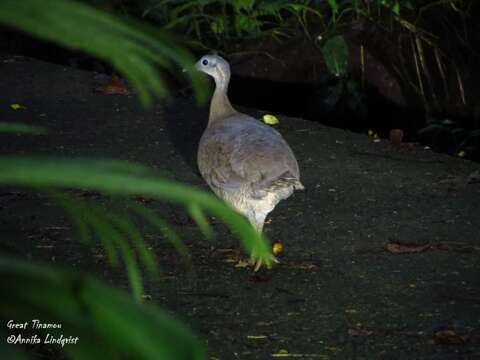 Image of Great Tinamou