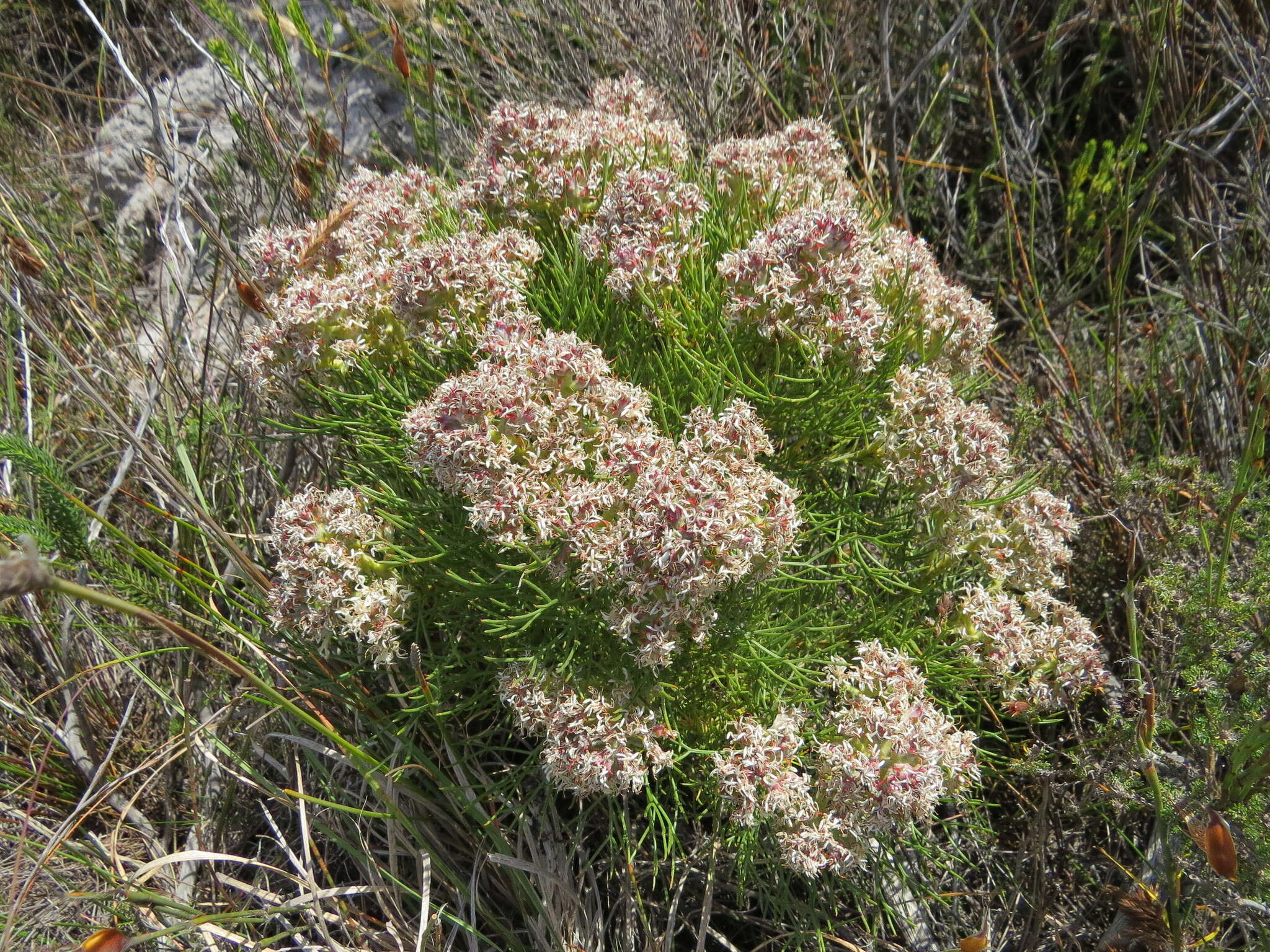 Image of Serruria ascendens (Lam.) R. Br.