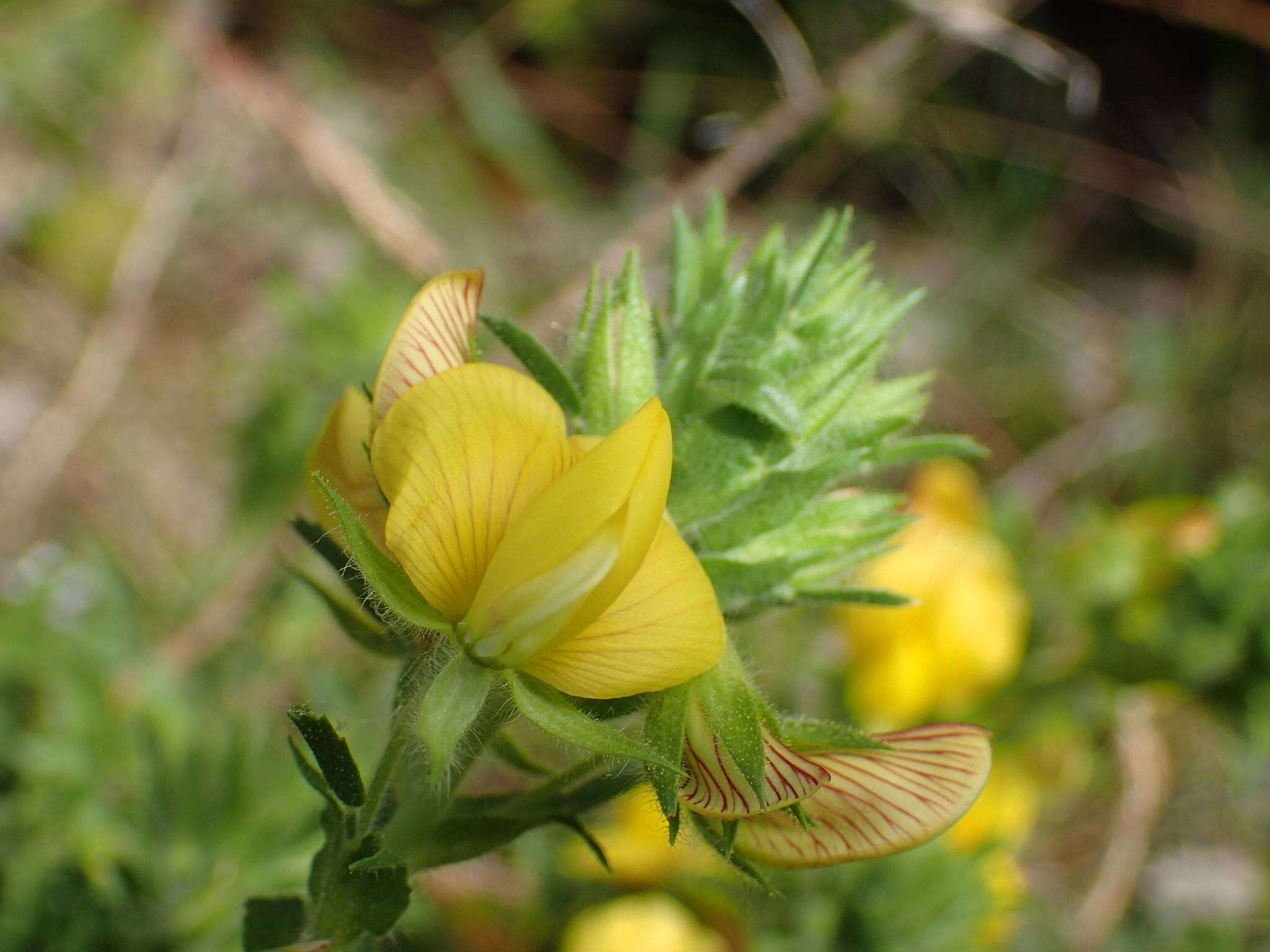 Image of Ononis natrix subsp. natrix