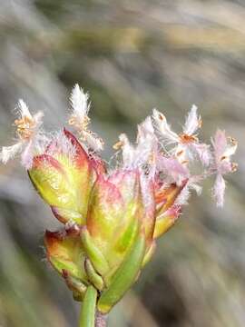 Image of Lachnaea marlothii Schlechter