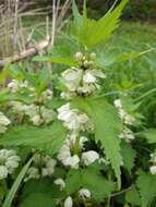 Image of Lamium album subsp. barbatum (Siebold & Zucc.) Mennema