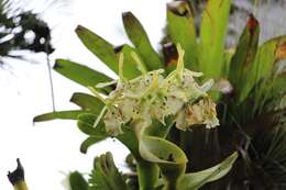 Image of Epidendrum barbeyanum Kraenzl.