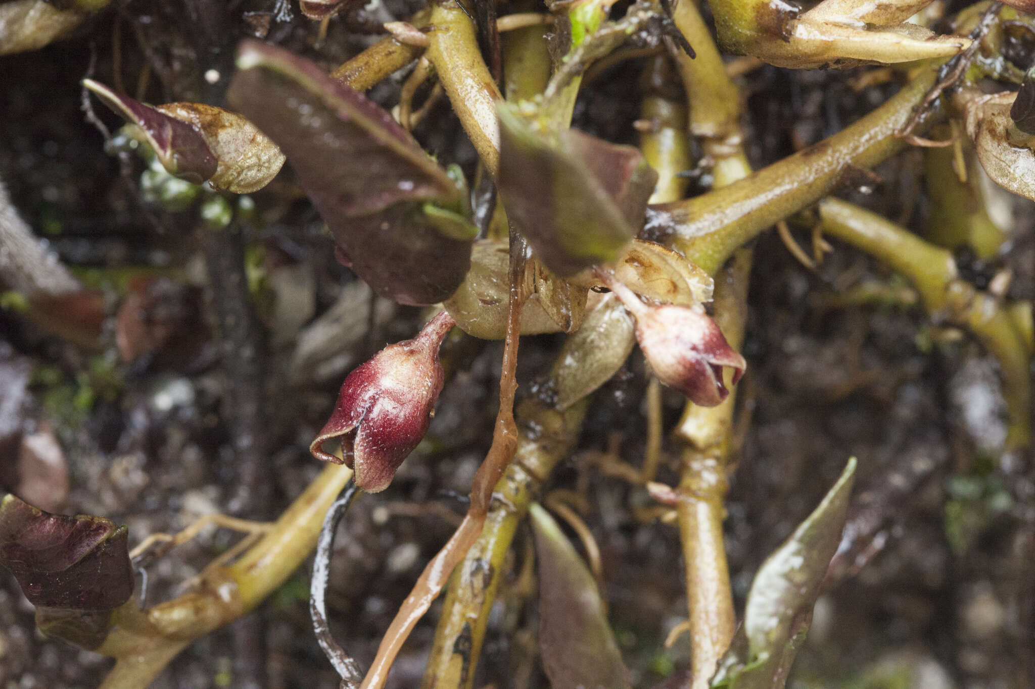 Image of Asarum europaeum subsp. caucasicum (Duchartre) Soo