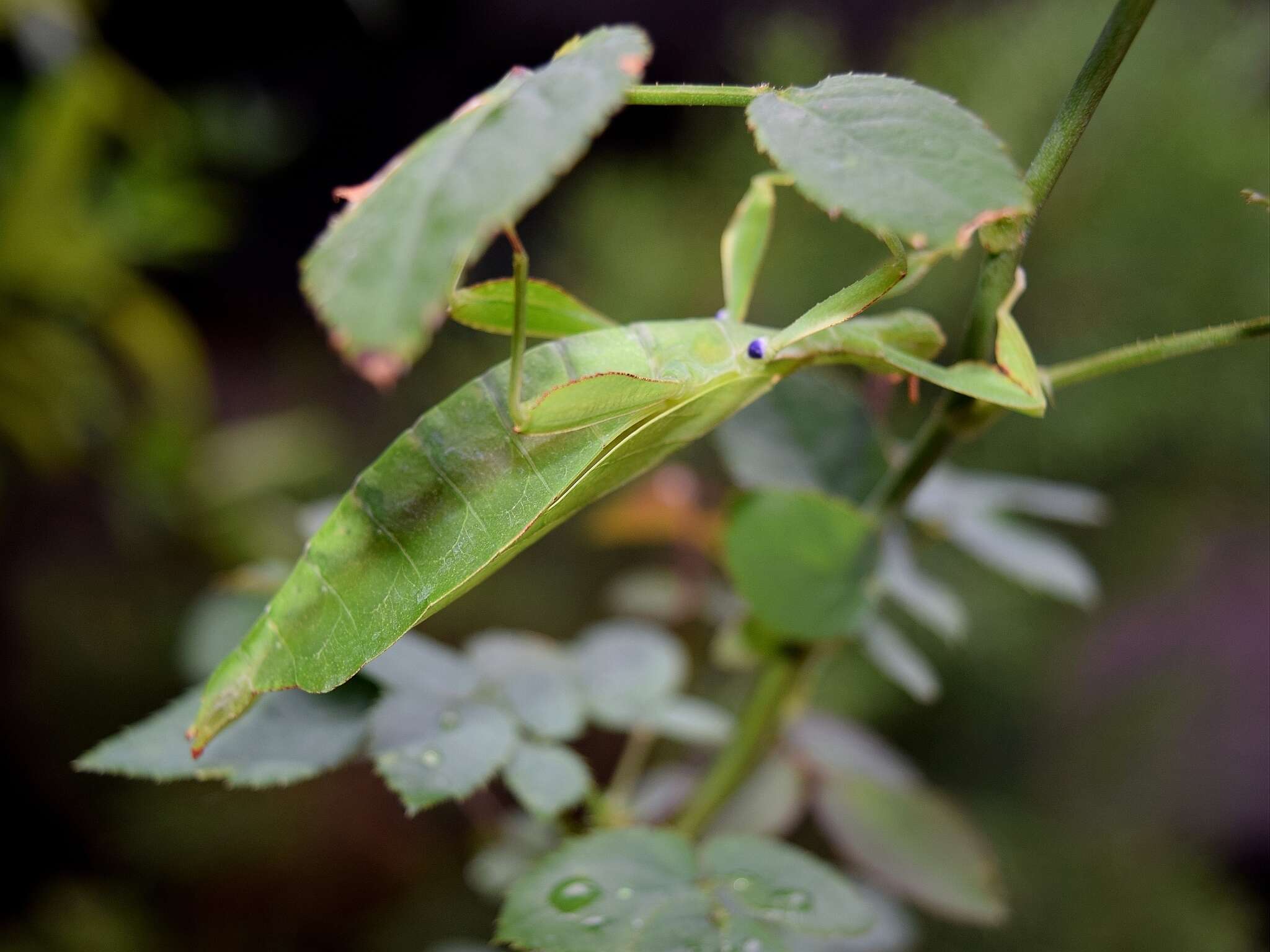 Image of Phyllium gardabagusi