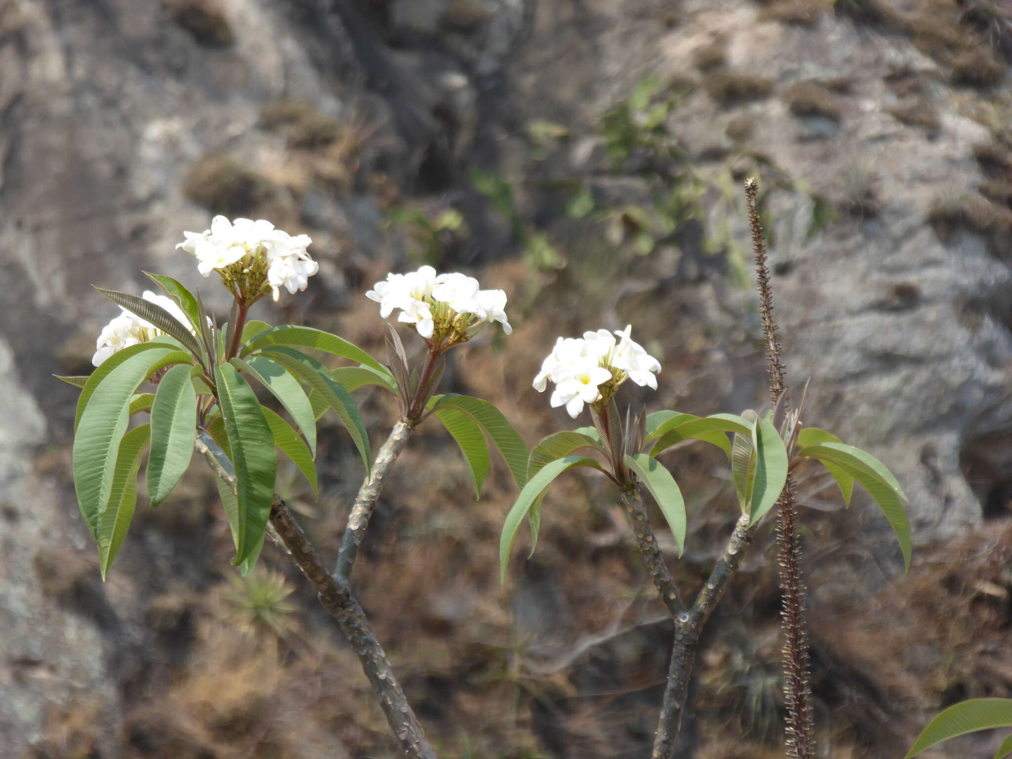 Image of Plumeria rubra L.