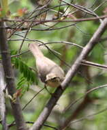 Image of Phylloscopus trochilus acredula (Linnaeus 1758)