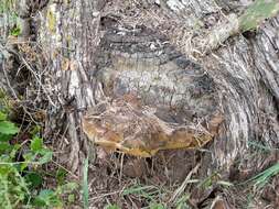 Image of Phellinus badius (Cooke) G. Cunn. 1965