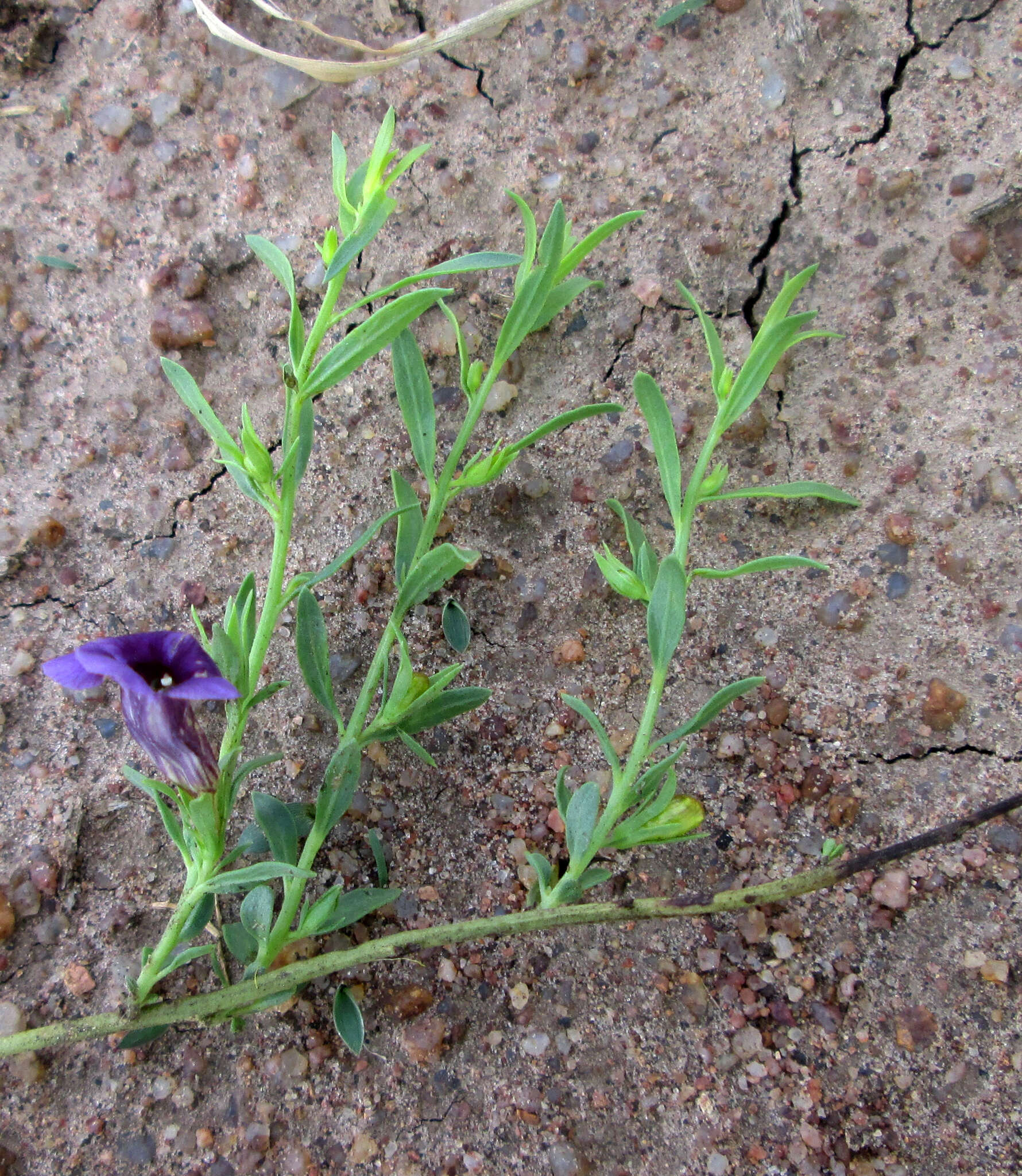 Imagem de Peliostomum leucorrhizum E. Mey. ex Benth.