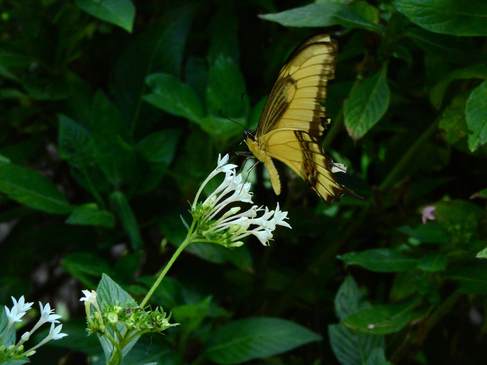 Слика од Papilio astyalus Godart 1819