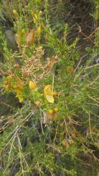 Image of snapdragon penstemon