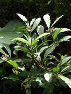 صورة Ardisia cornudentata Mez